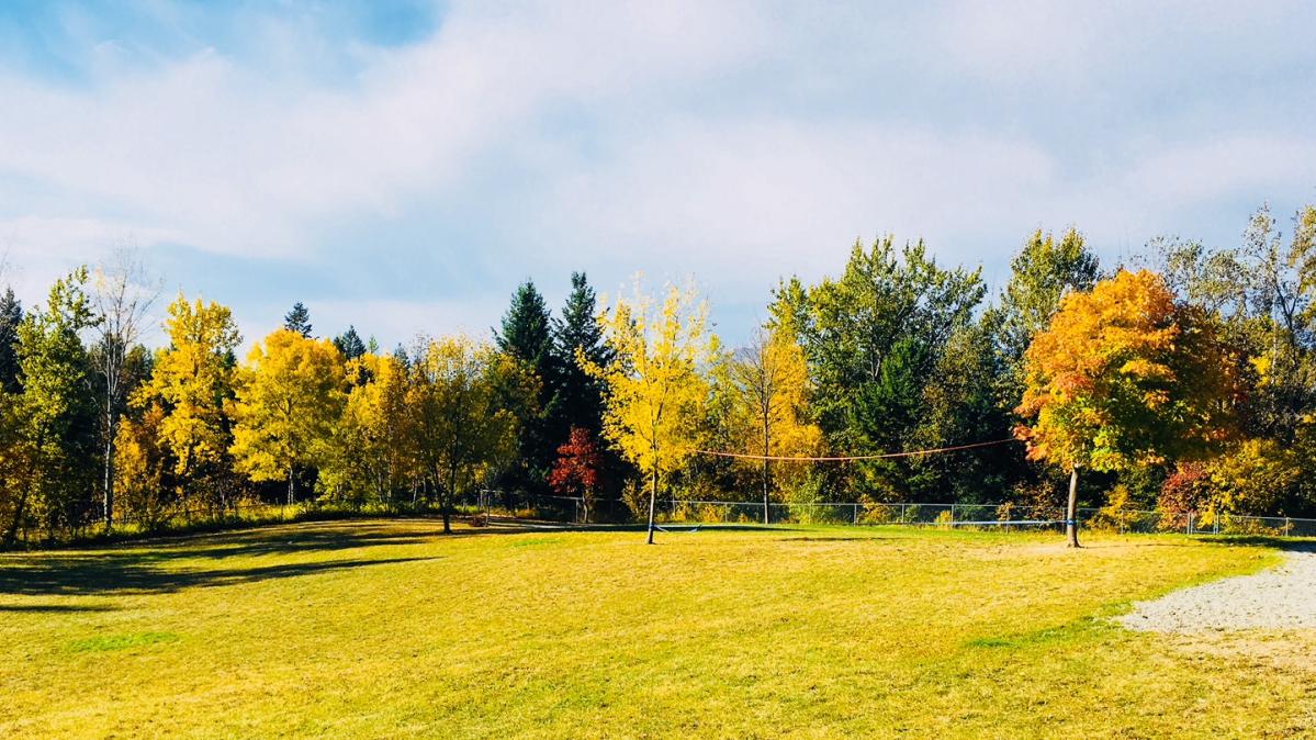 Trees bordering a field, fall colours
