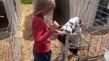 Young student petting a baby dairy calf