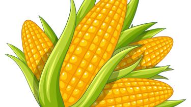 cartoon picture of corn ears partially shucked